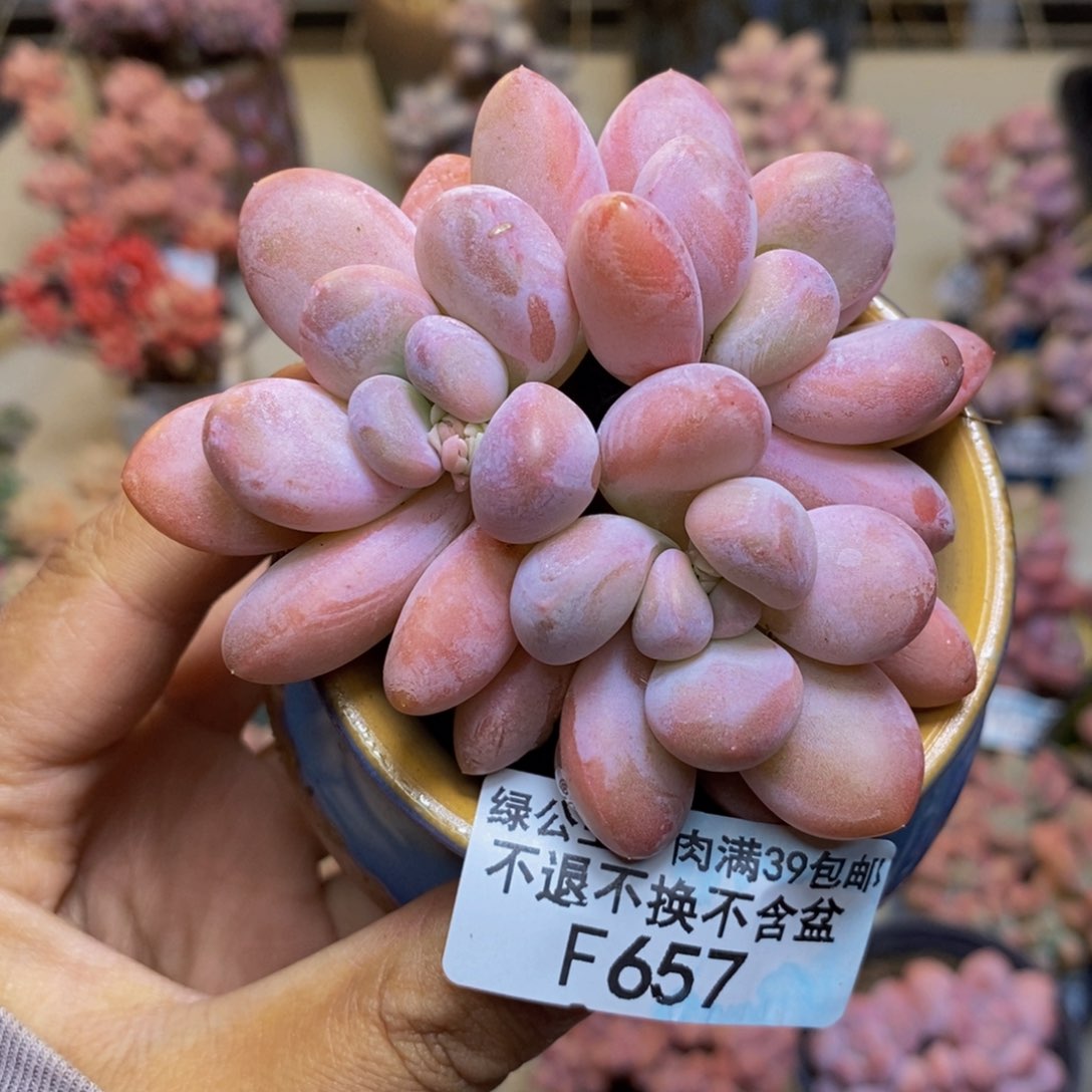 657丸叶香水多肉6c m