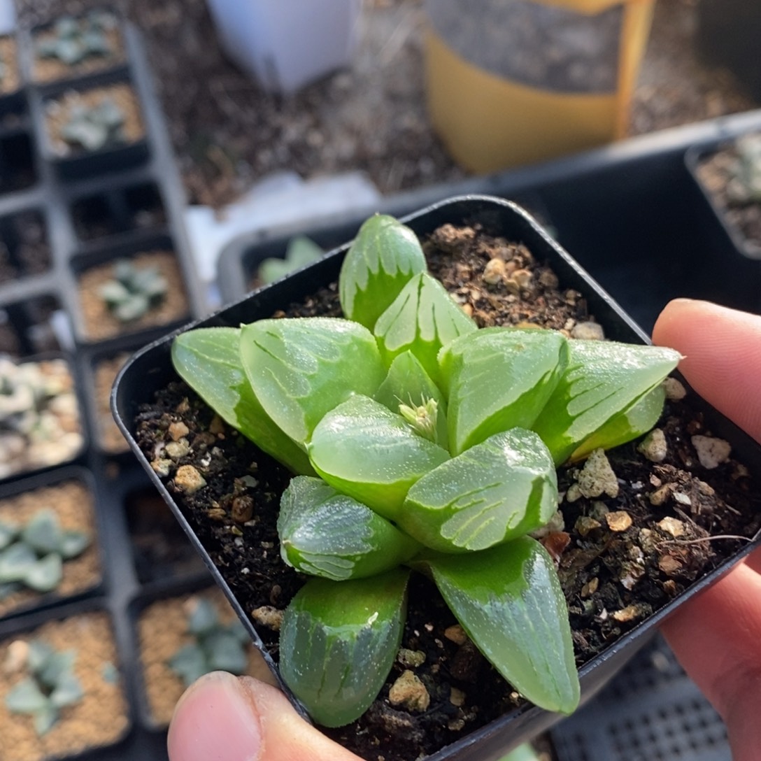 冰城一颗  圣诞整点福利