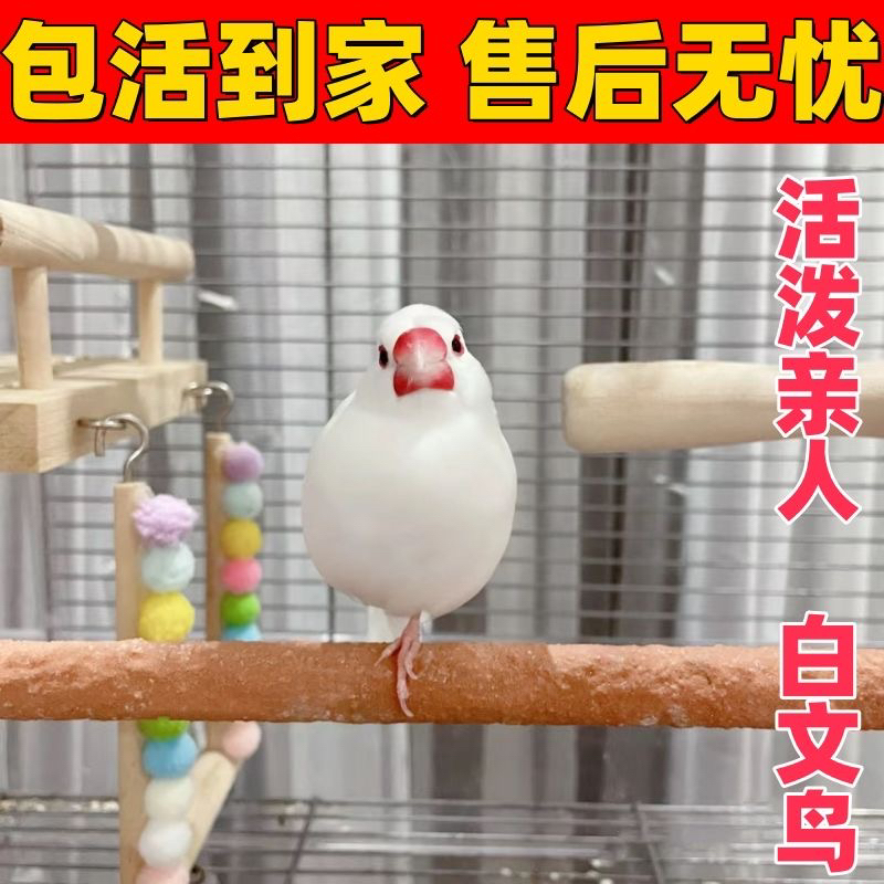 辣椒红大鸟大红袍芙蓉鸟金丝雀活体宠物鸟顺丰包邮