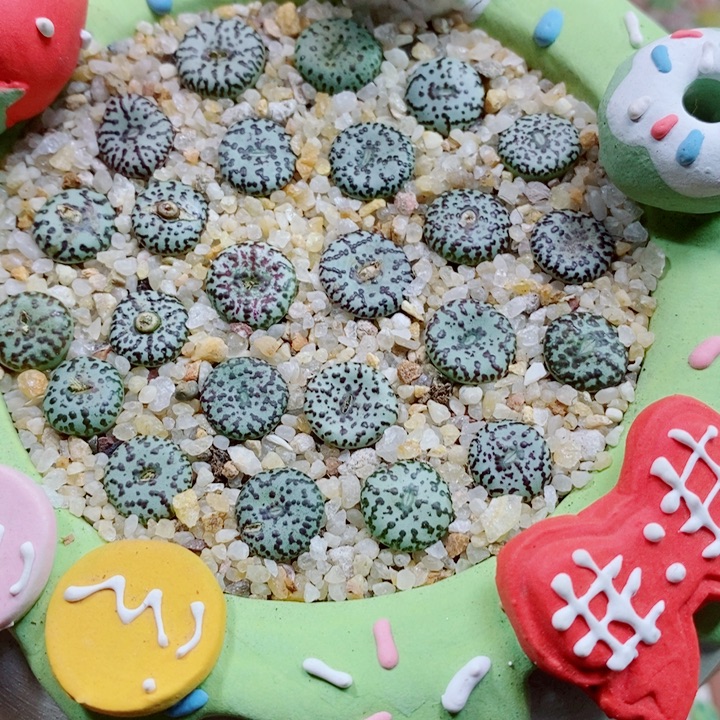 生石花花花花花花花139