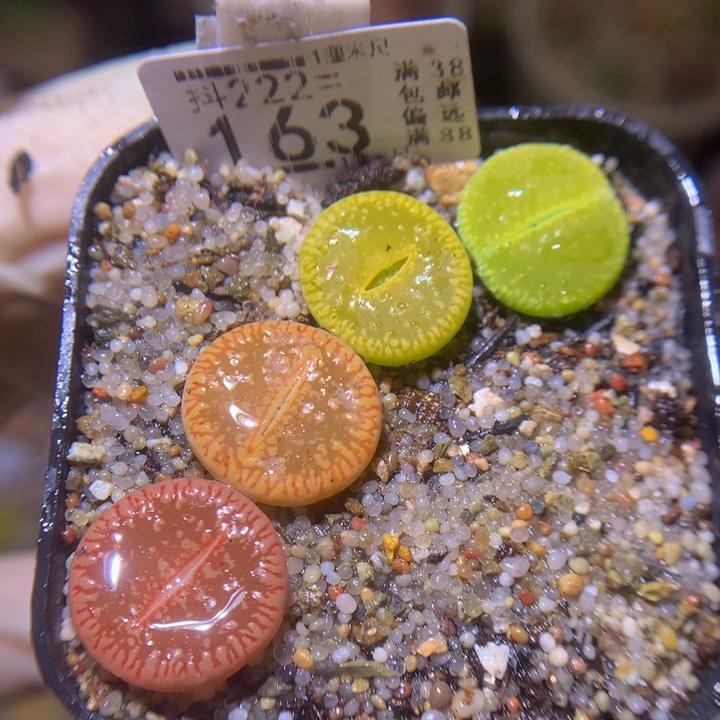 精品生石花222.163