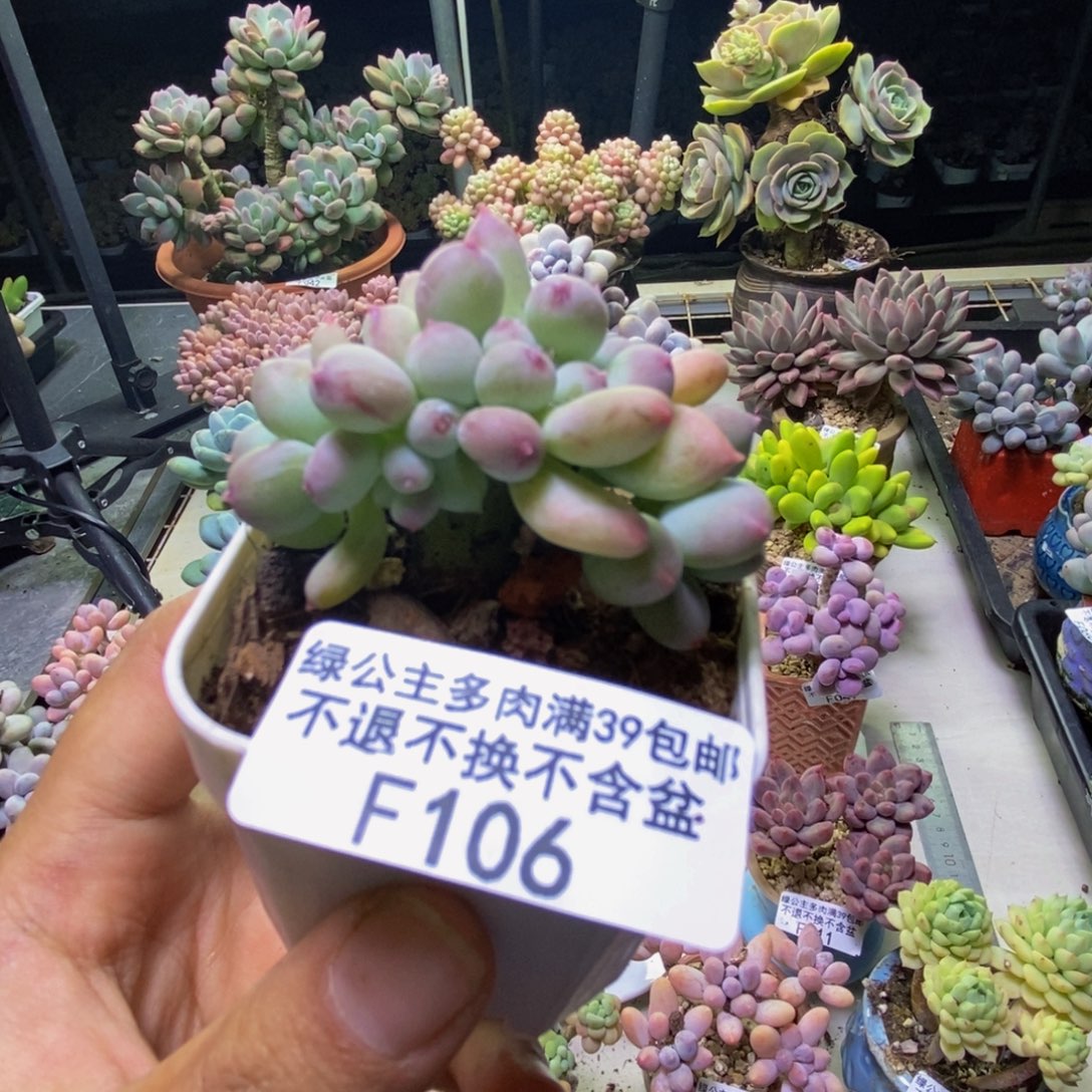106苹果奶四代缀多肉4cm