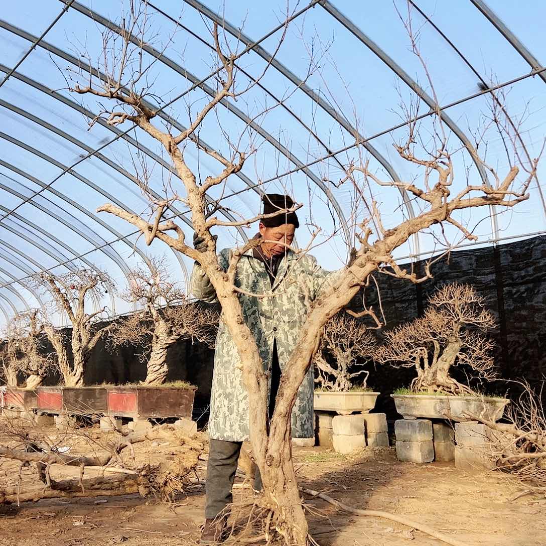 无花朵健健康康快快乐乐