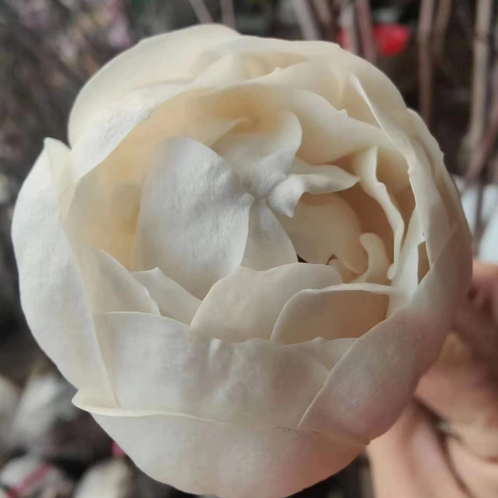 白色玉灯白牡丹花玉兰花白牡丹玉兰花