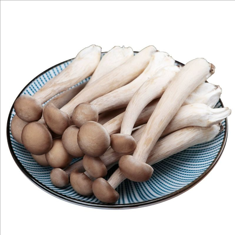 新鲜鹿茸菇 棒棒鹿茸菇500克/包