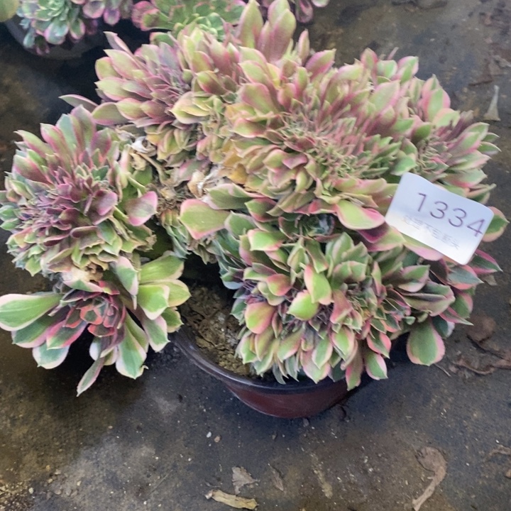 女神多肉断头不包1334