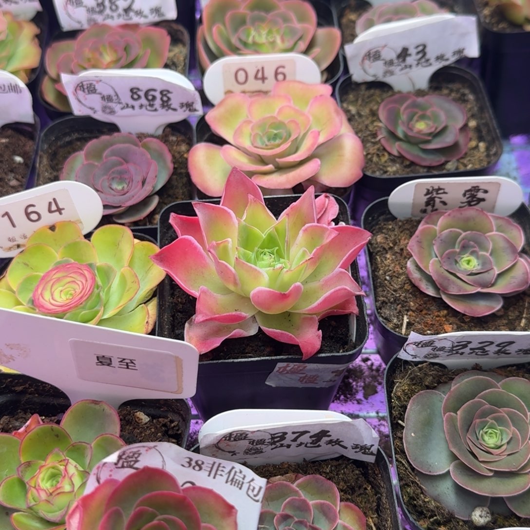 玲***珑楹楹-泥炭土5袋--