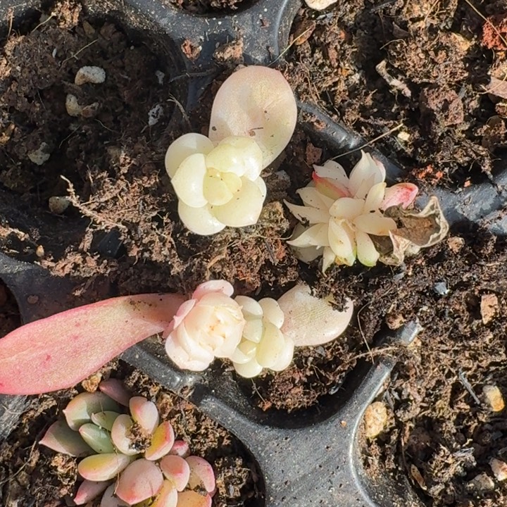 天***美一组白马粉水晶巨人154