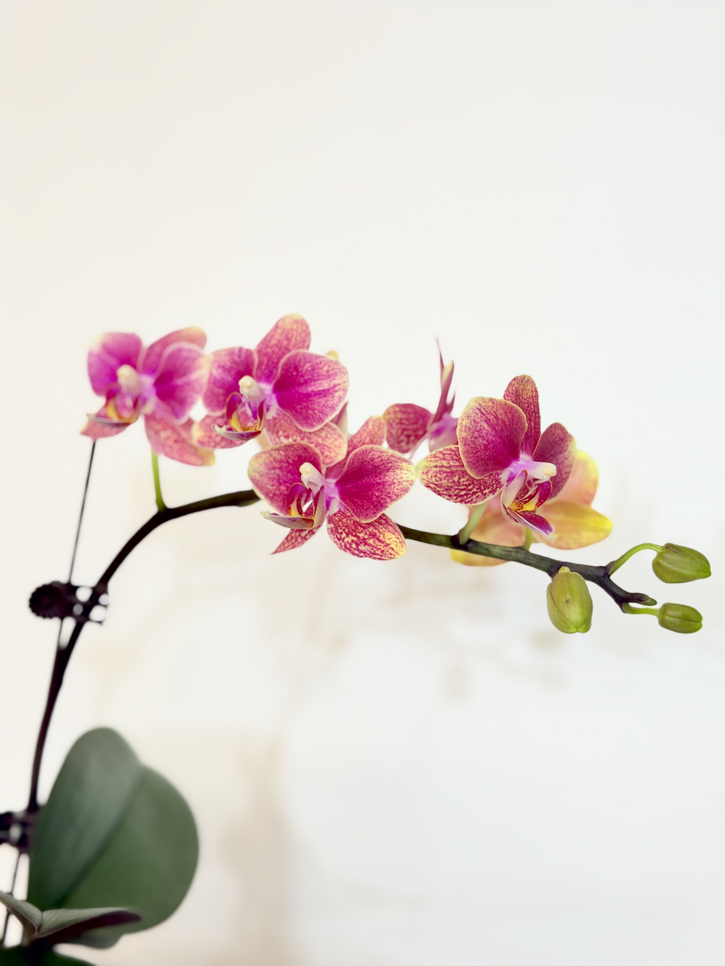 予兰花卉（金蝶）3.0寸杯带花带花苞发货