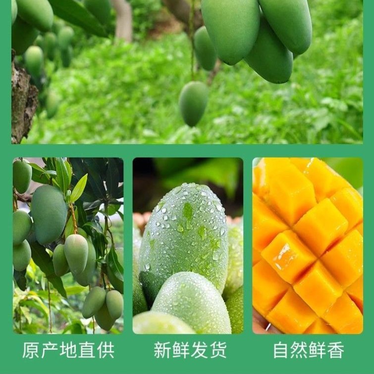 正宗河口老树马蹄酥芒果果香浓郁零添加自然成熟产地直发