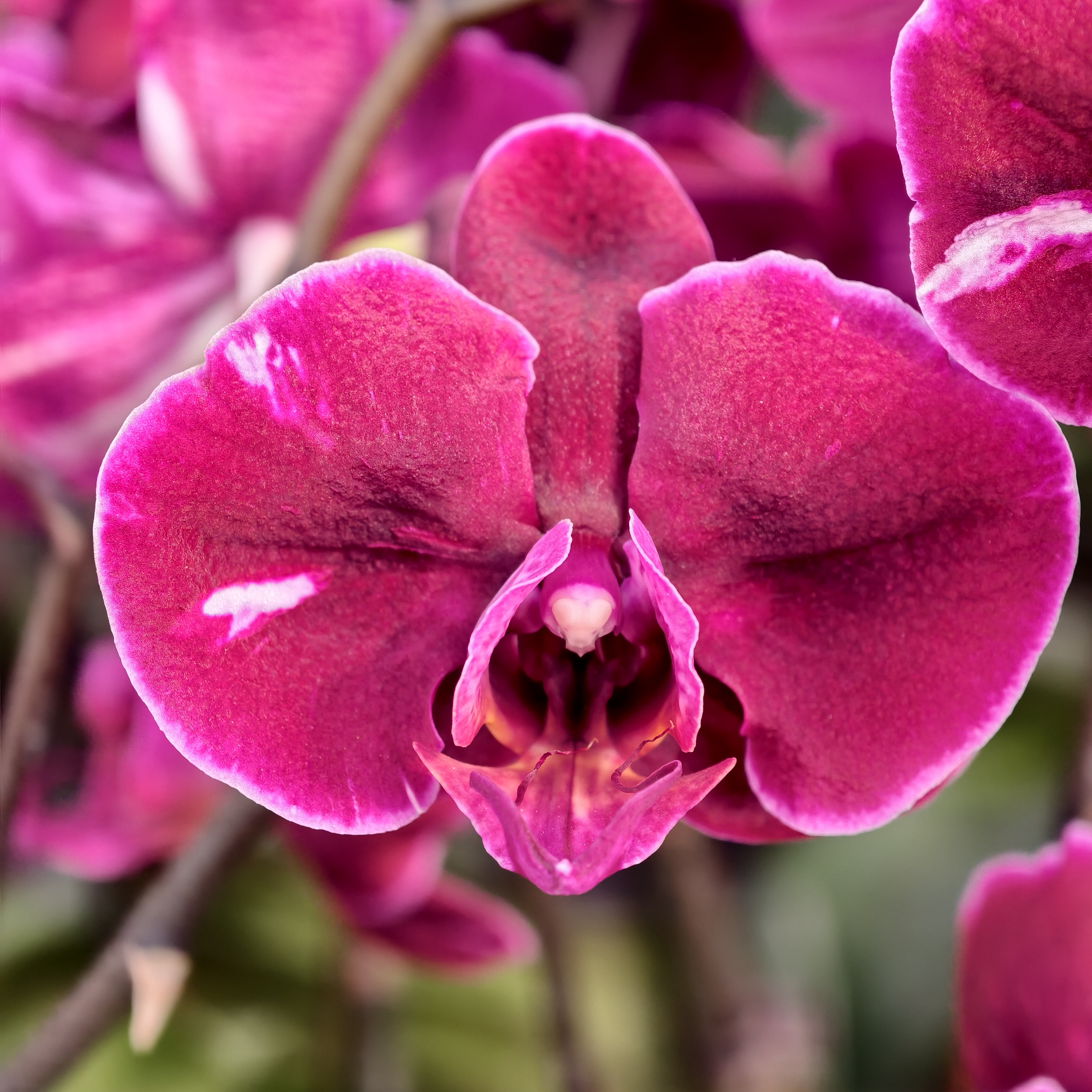 蝴蝶兰【黑珍珠】深沉色调花朵 2.8寸杯 变异稀有 基地直发