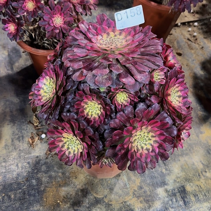 0000000000000000158月蝉