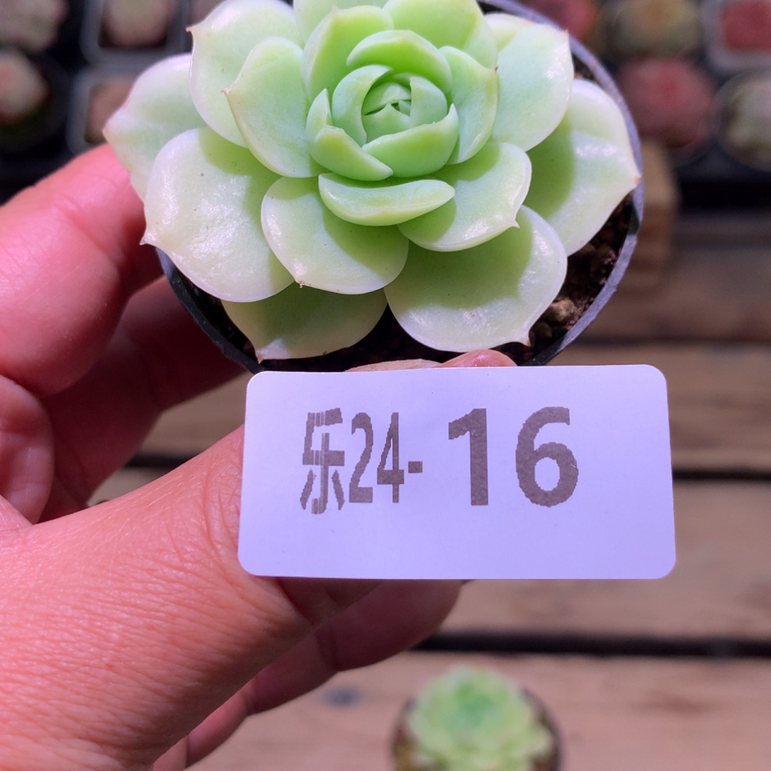 乐然24-16 新品单头 