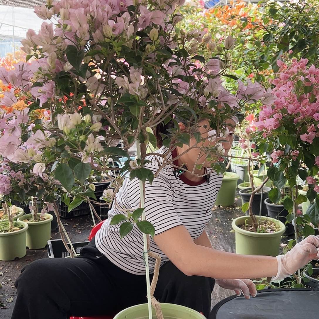 H***-大部分花苞少量开放M9苹果花