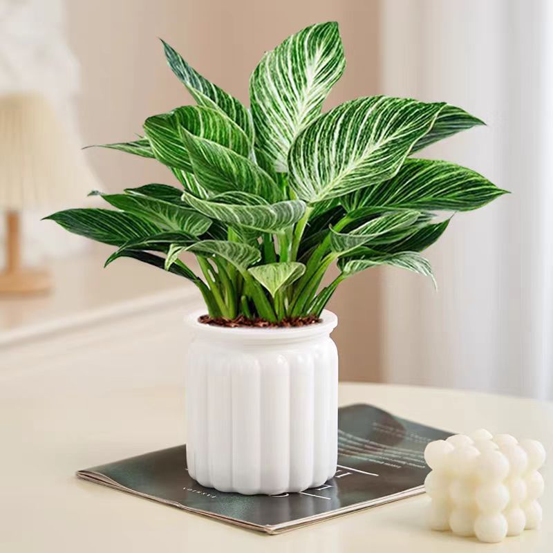【铂金钻】盆栽室内好养吸除甲醛净化空气可大叶金钻植物水培绿植