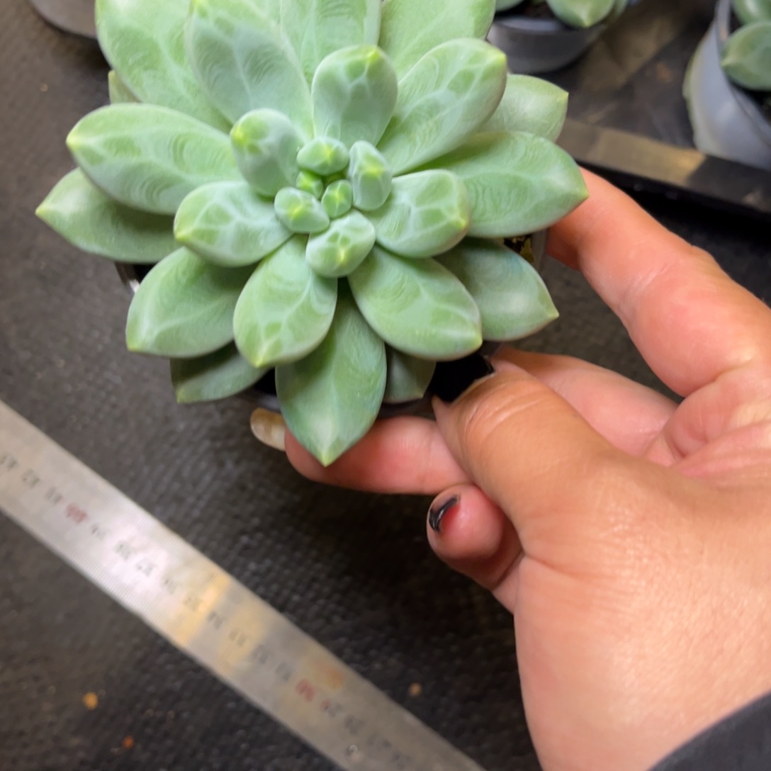 小****）玄女脱土发货，番茄