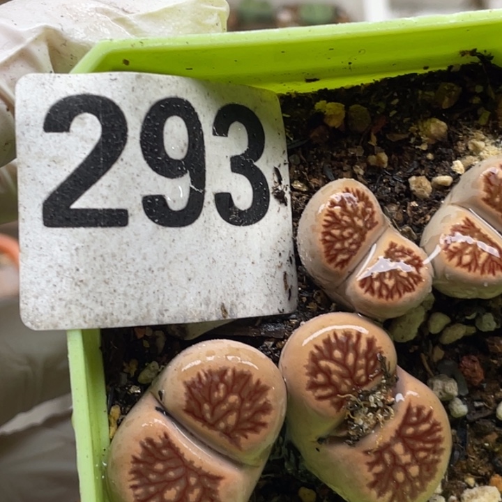 293红窗菊母本双头