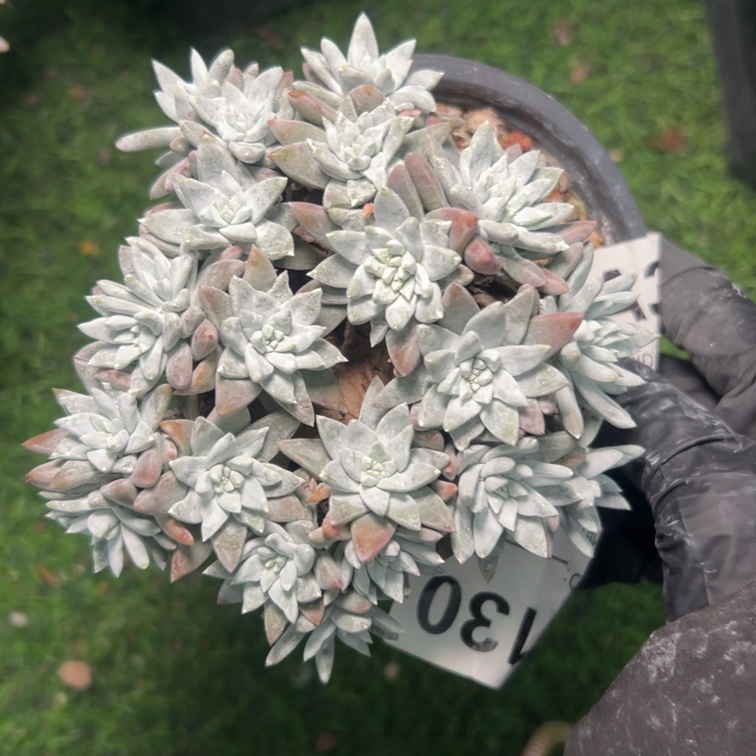 大脸白菊～一物一拍130