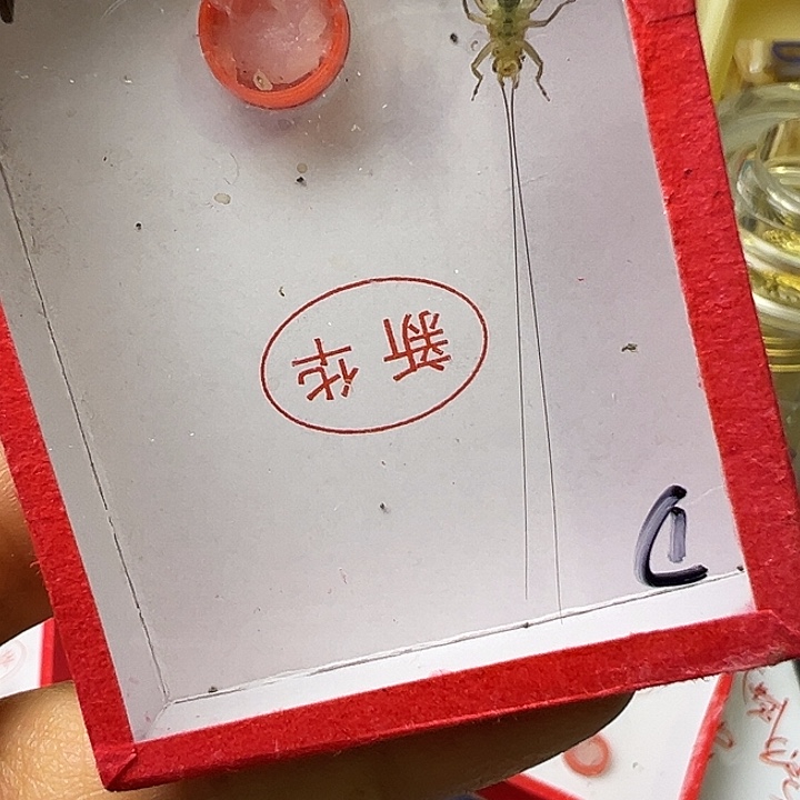 水***哥蟋蟀哈哈哈哈哈哈哈哈哈哈