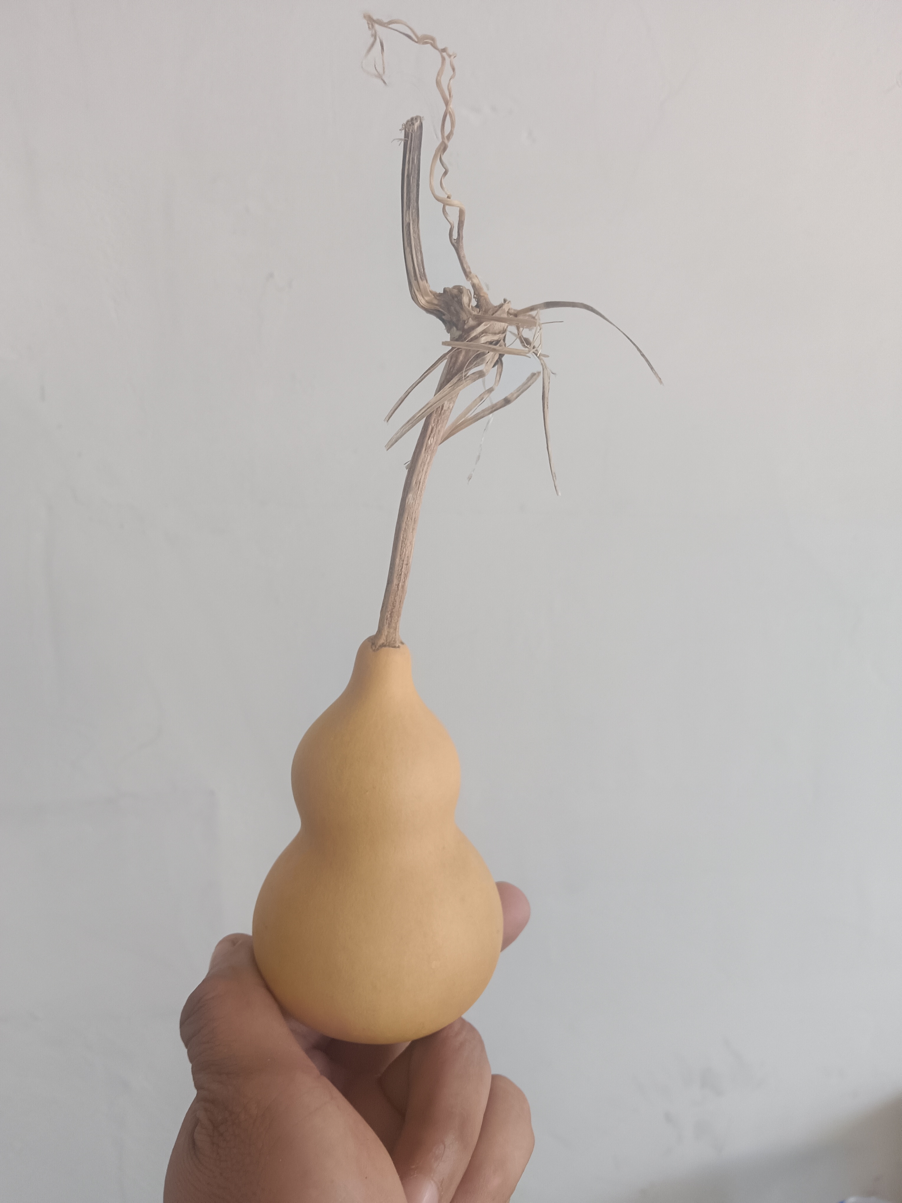 天然带龙头小葫芦手把件可盘玩的文玩葫芦