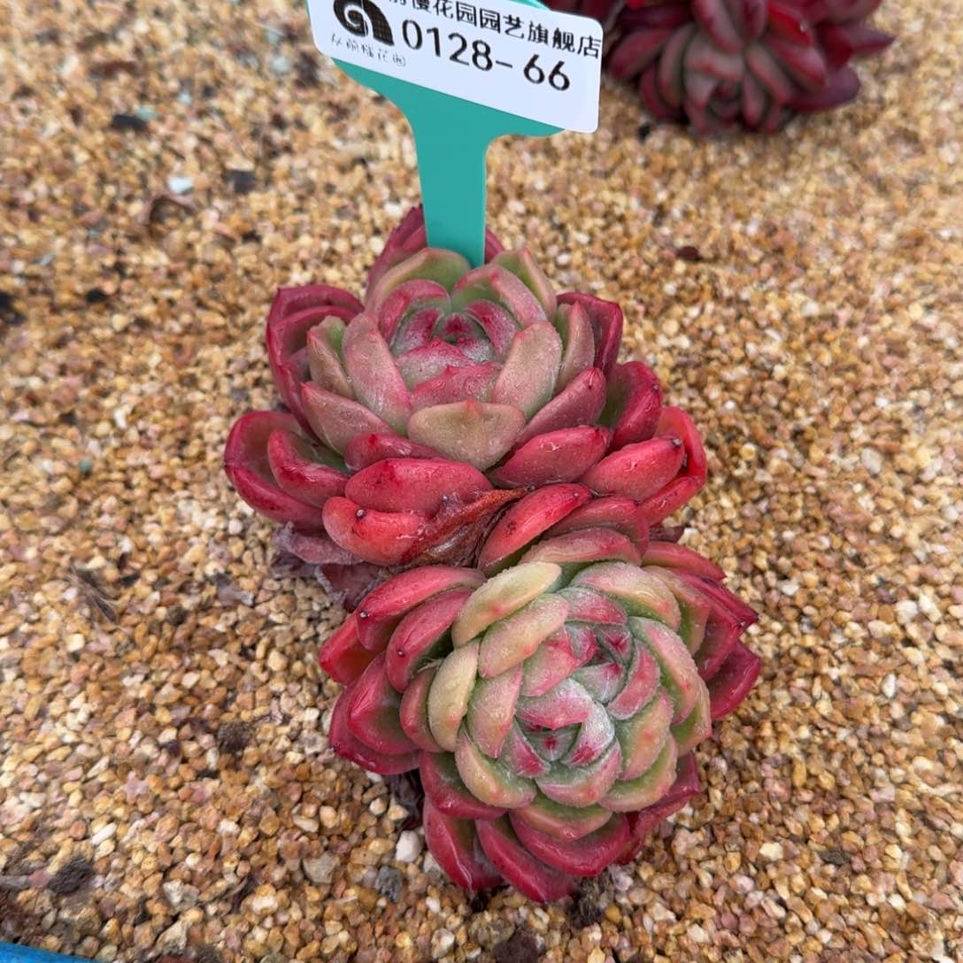 从前慢花园多肉0128-66