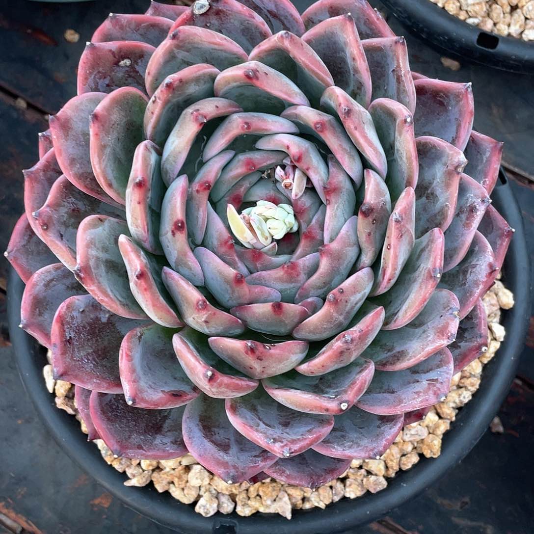 s***y多肉植物一物一拍