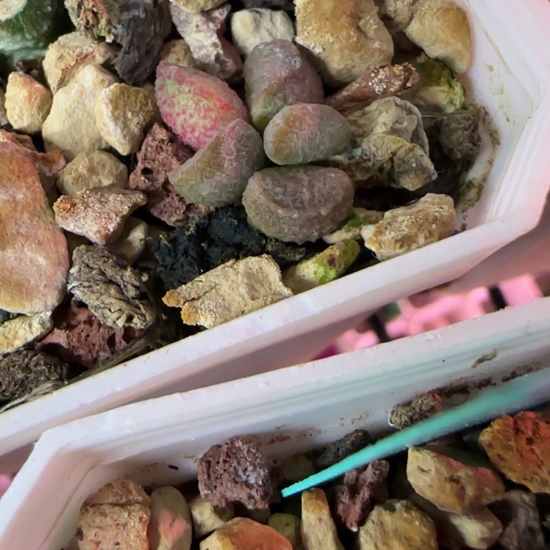 简***单编号583叶插，脱土发