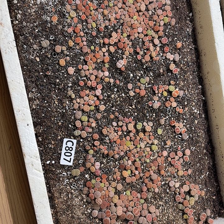 生807石花整框脱土发货不售后