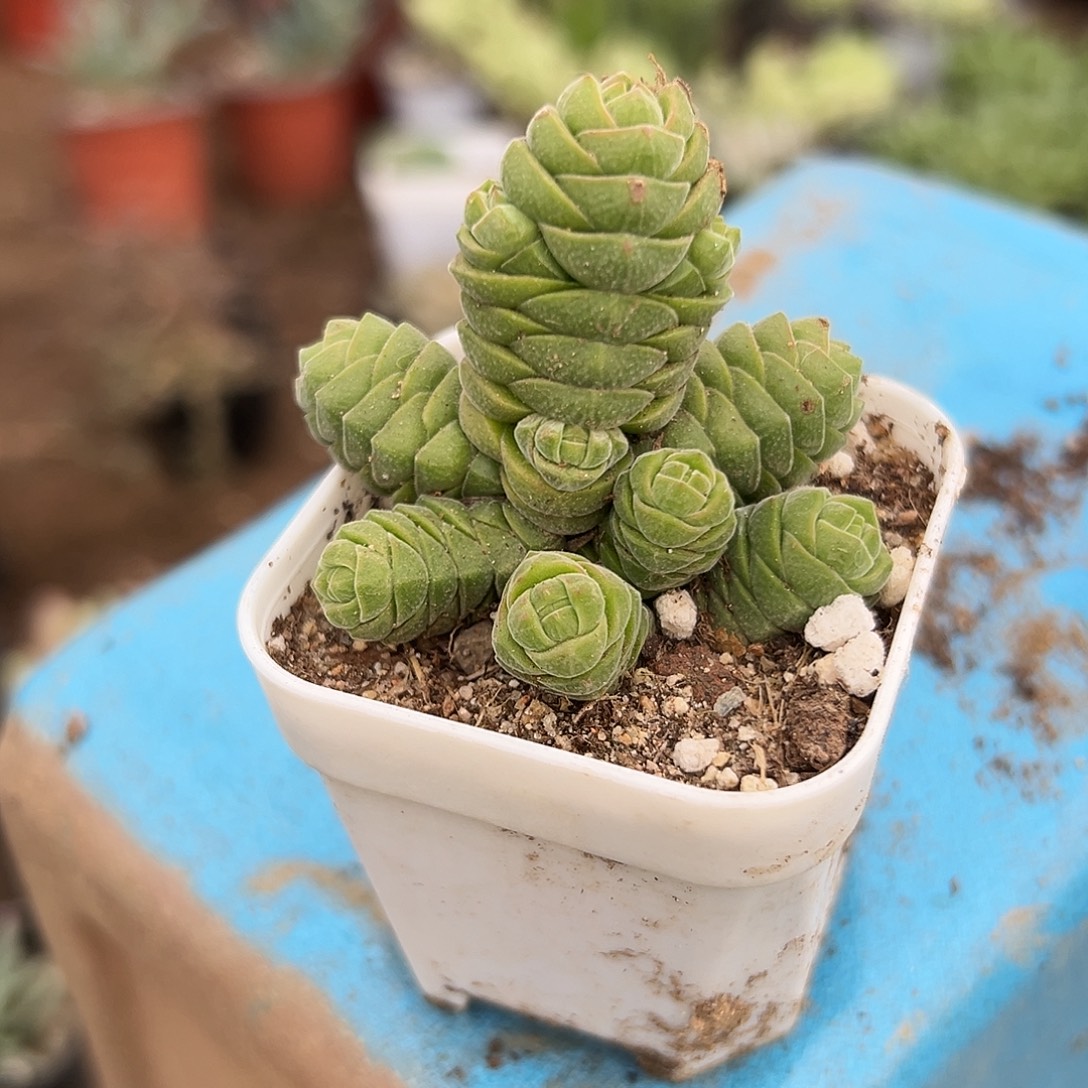 多肉植物绒塔群生