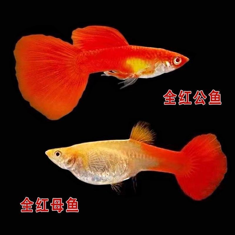 【全红】孔雀鱼纯种胎生淡水耐活小型热带观赏鱼
