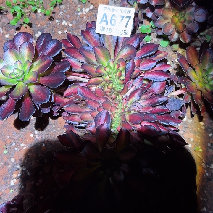 多肉法师晚霞七彩缀化