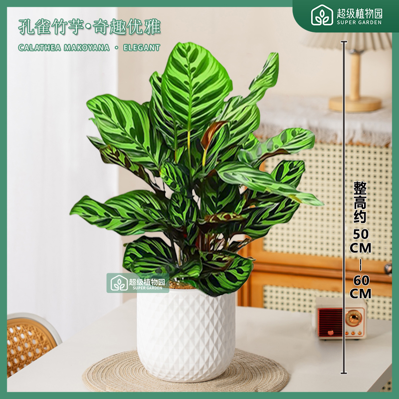 孔雀竹芋彩叶芋观叶绿植室内耐阴客厅办公室净化空气四季常青盆栽