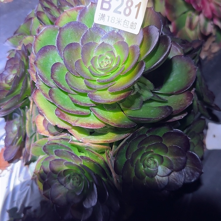 多肉法师朵朵花花