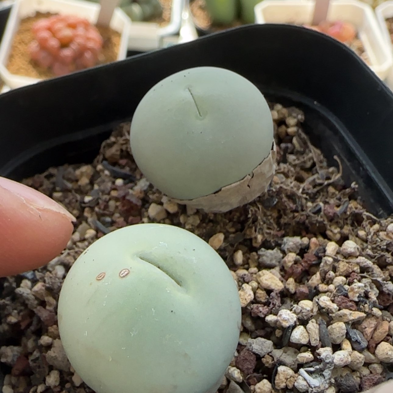 【闪购商品】8051     