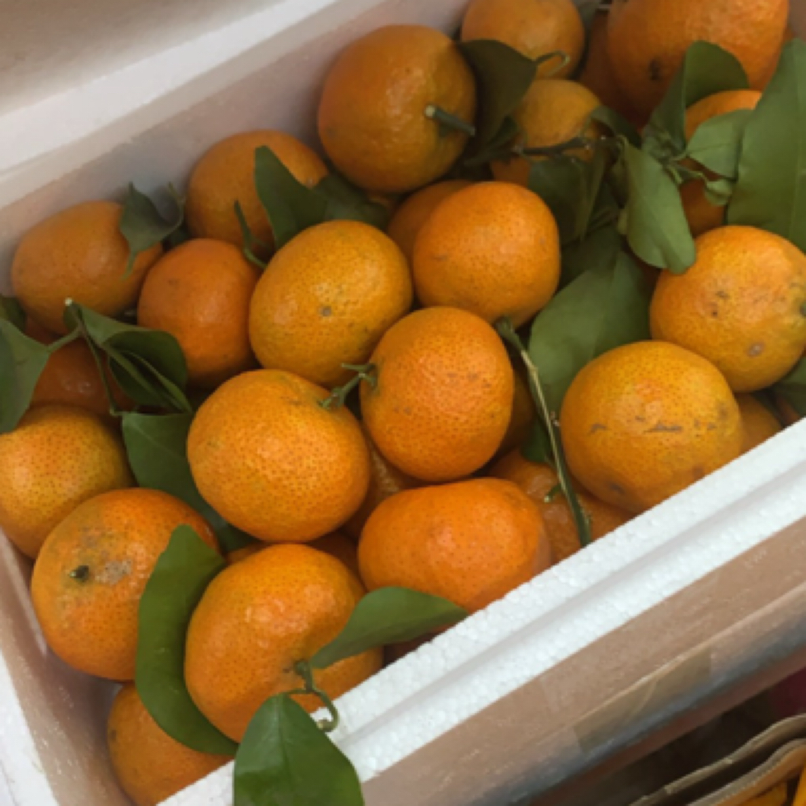 不打蜡不上色原生态砂糖橘 一箱 4斤左右