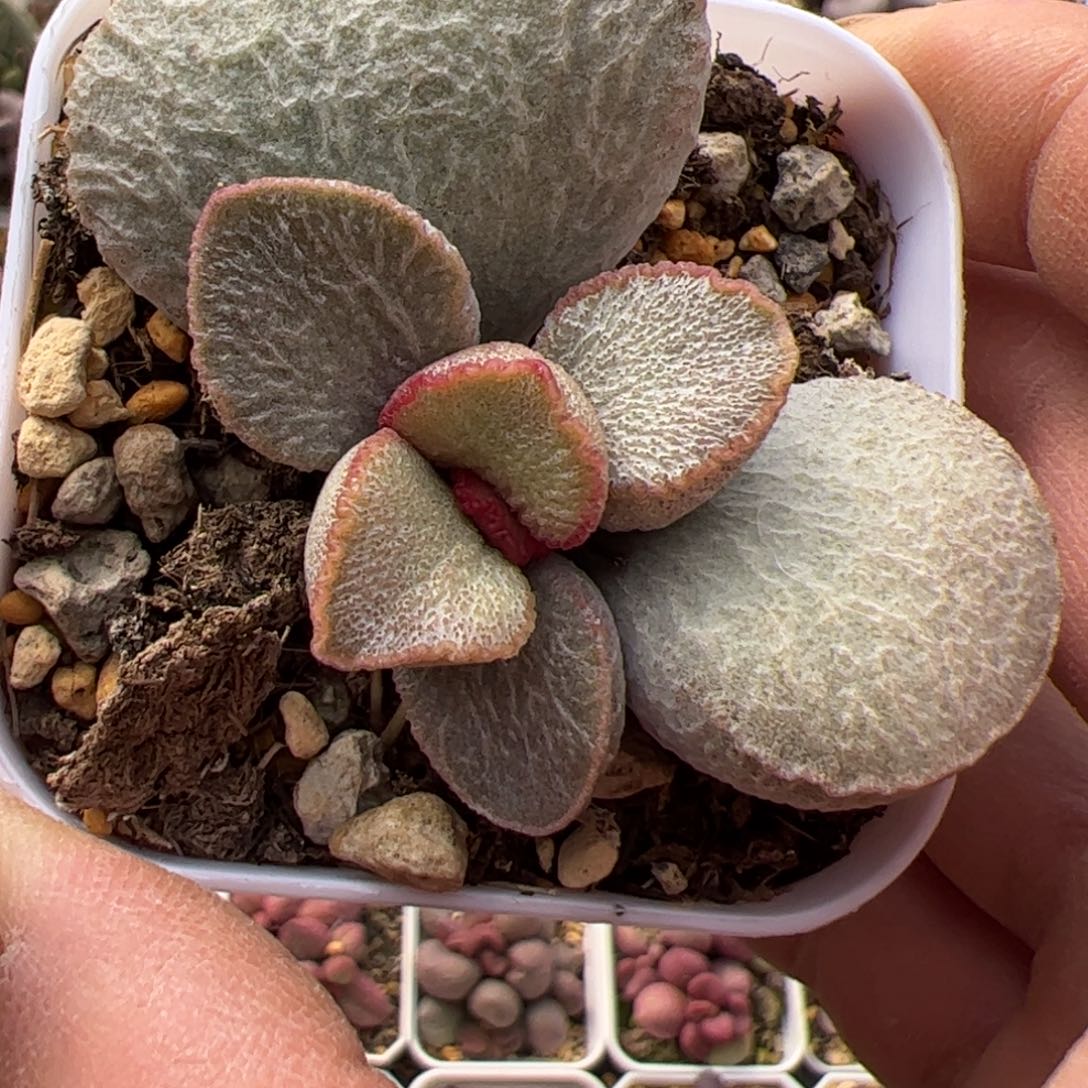 900号桩子多肉植物水泡