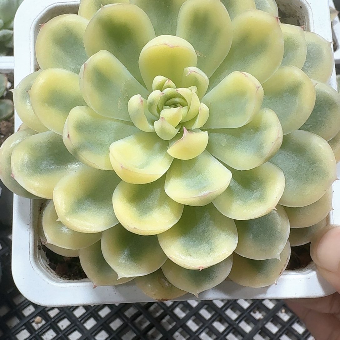草莓冰锦多肉植物