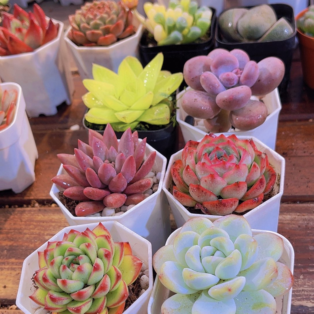 如图6盆带盆土11111111