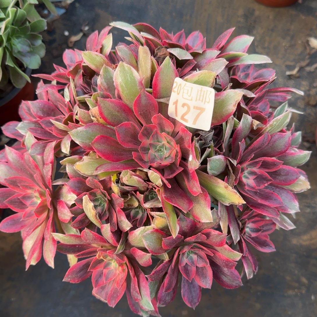 浣纱127满20包邮断枝不包