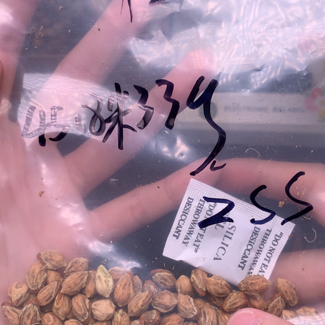 Z***·柏香籽/百香籽吊坠