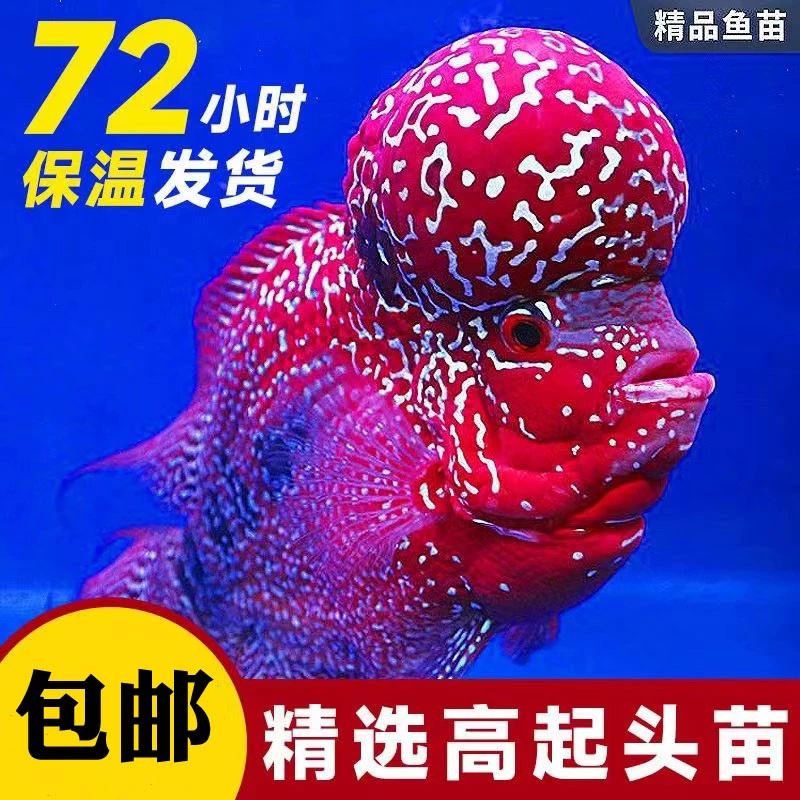 1号胖丫罗汉鱼热带观赏鱼金花火凤亚成鸿运活体包邮观赏鱼宠物鱼