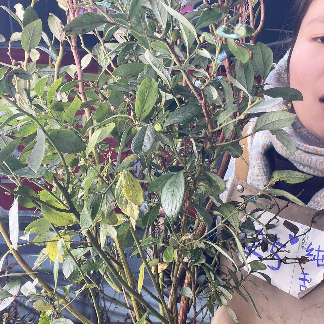 完全开放大果纯甜可口蓝莓
