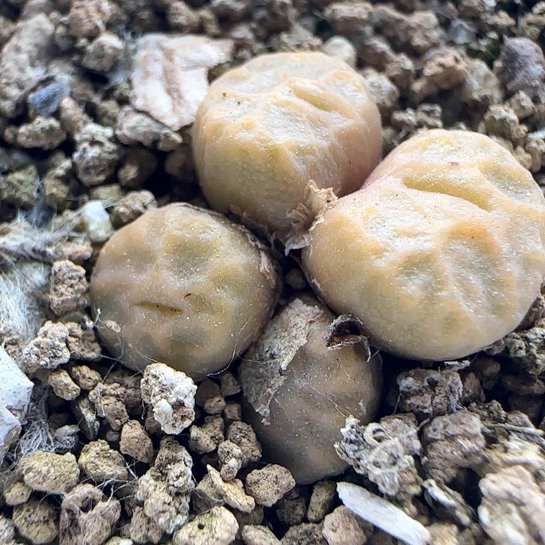 烧卖四头。     40841