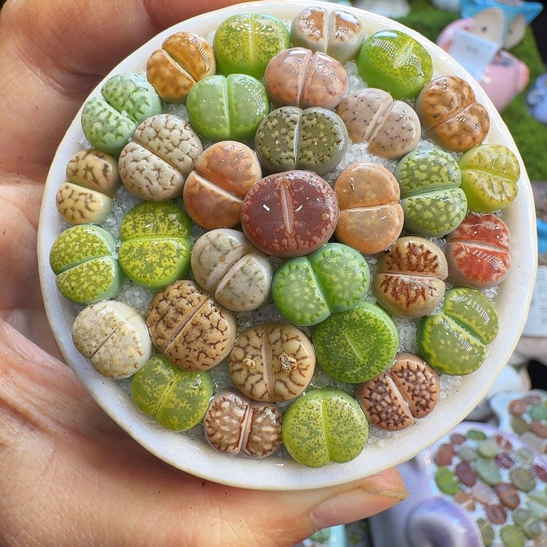 多肉植物开播福利冲1472