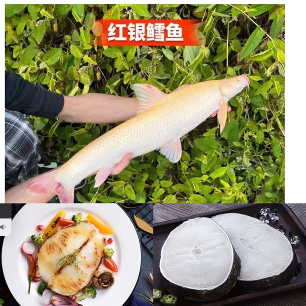 【正品保证】四川优质红眼银鳕鱼招财鱼水族活体宠物鱼观赏鱼