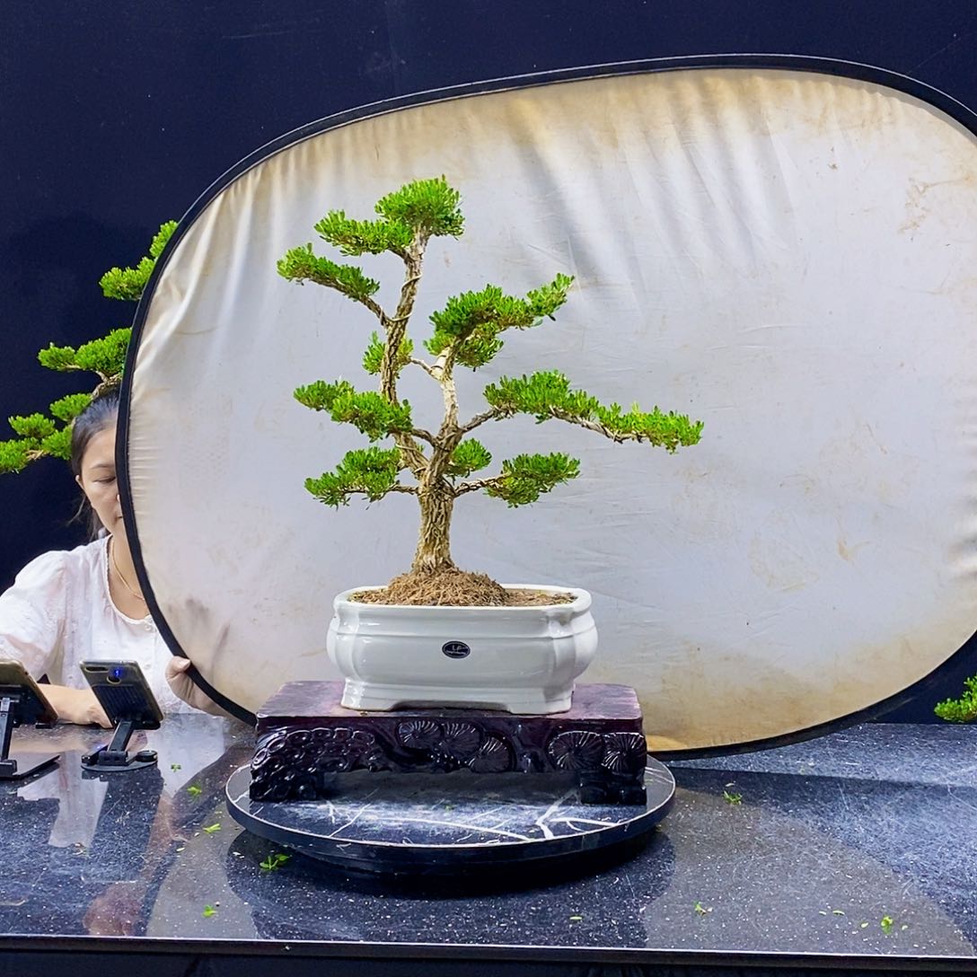 无花朵精品黄杨盆景