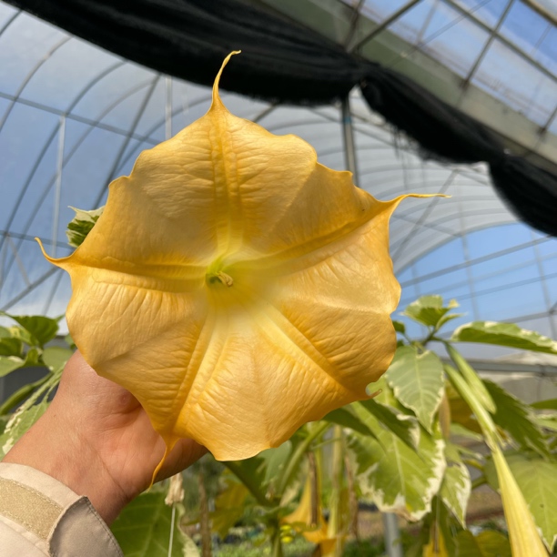 零零花园花叶金色曼陀罗大苗喇叭花形四季开花耐热耐寒浓香型植物