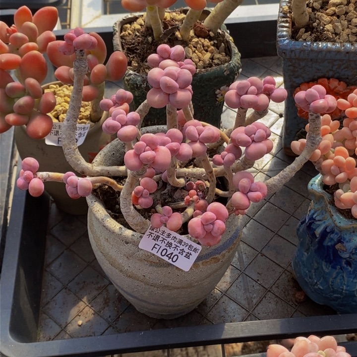 腰子桃蛋老桩17cm1040多肉植物