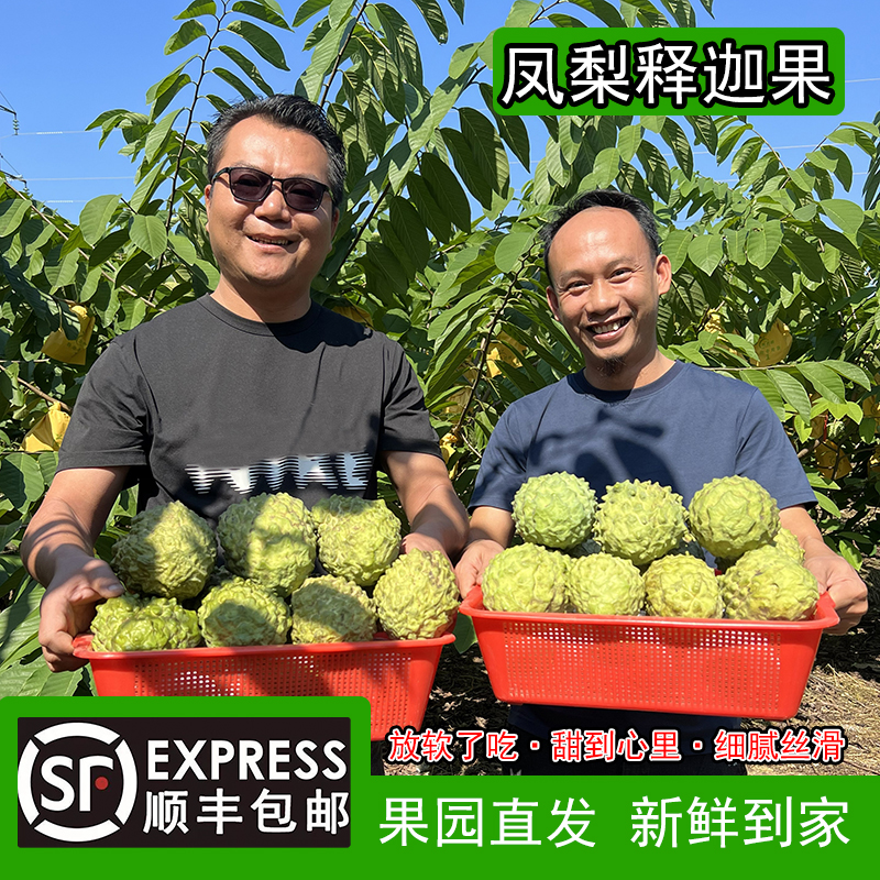 【顺丰包邮】妖娆姿态豹纹花脸猫丑释迦果纯白内心不影响食用