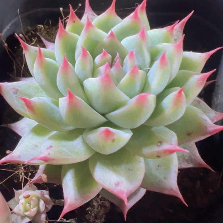 梦瑶精品多肉植物大战